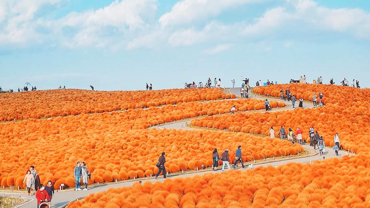 紫藤花季節限定】國營常陸海濱公園+神磯鳥居+足利花卉公園東京出發一日